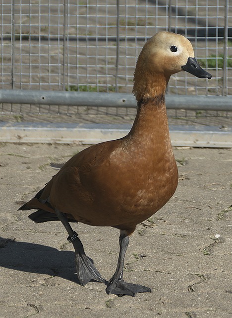 菲利克斯和